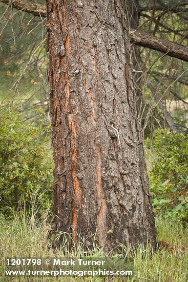 Gray Pine trunk