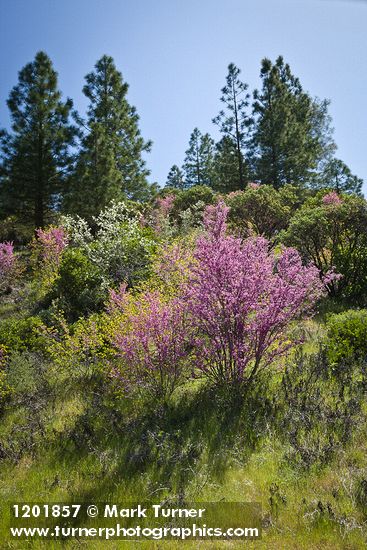 Amelanchier alnifolia