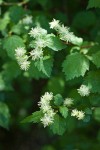Shasta Snow-wreath blossoms & foliage