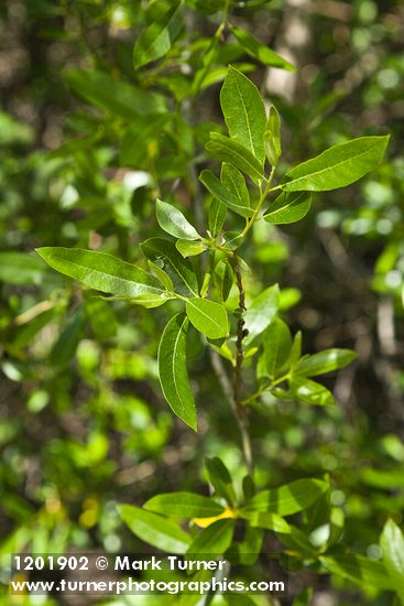 Red Willow foliage