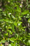 Red Willow foliage