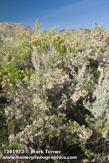 Desert Peach