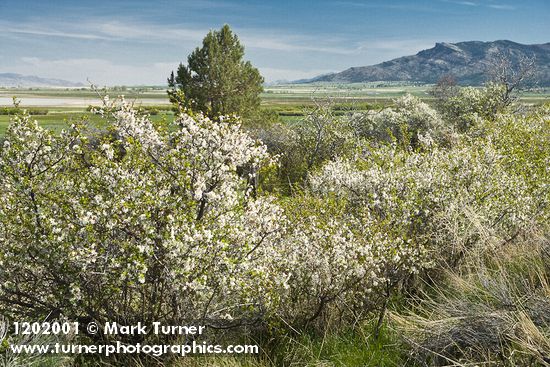 Klamath Plum