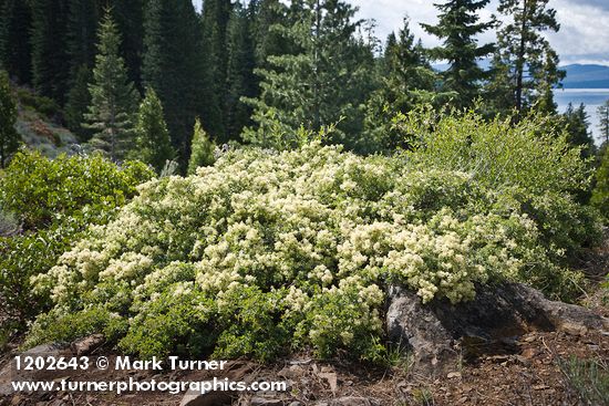 Mountain Whitethorn