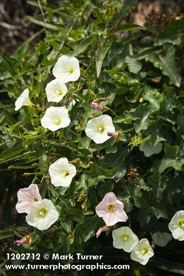 Sierra Morning Glory