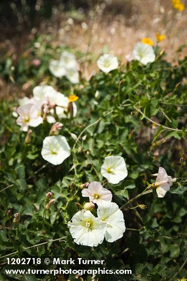 Sierra Morning Glory