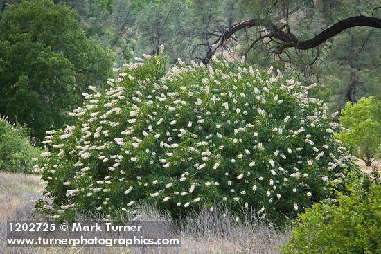 California Buckeye