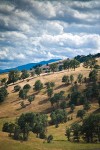 Blue Oaks on rolling hills