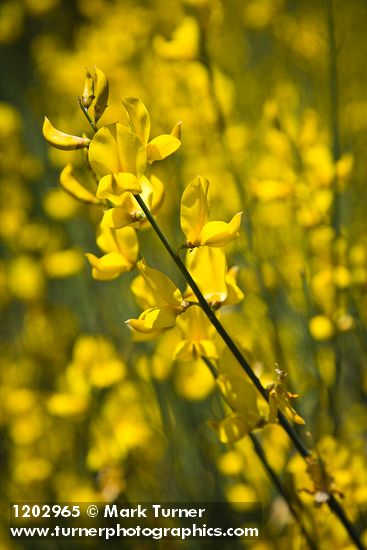 Spanish Broom blossoms
