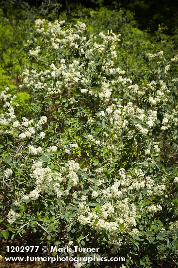 Mountain Whitethorn