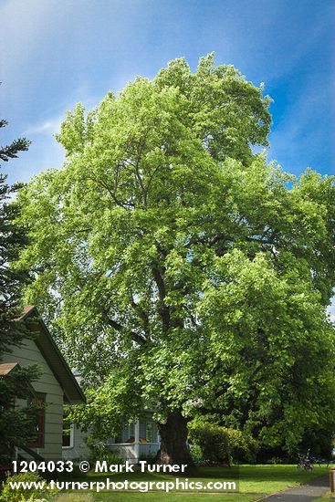 Tulip Poplar in front yard