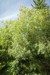 Scouler's Willow
