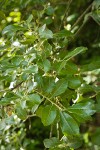 Scouler's Willow foliage