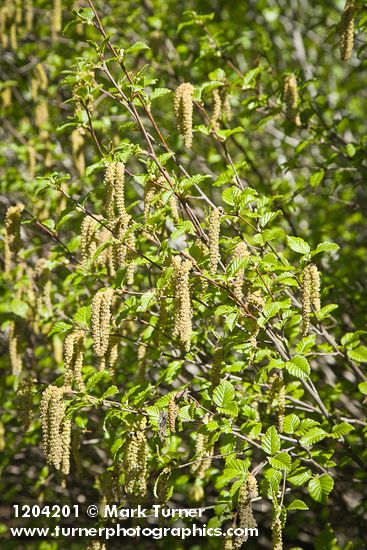 Sitka Alder male catkins among foliage