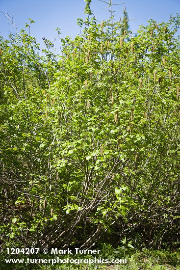 Sitka Alder