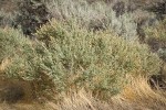 Harney County, Oregon
