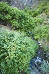 Barton's Raspberry, Blue Elderberry at mouth of Sawpit creek