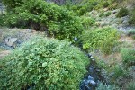 Barton's Raspberry, Blue Elderberry at mouth of Sawpit creek