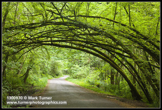 Siberian Elm arch over Arboretum Drive