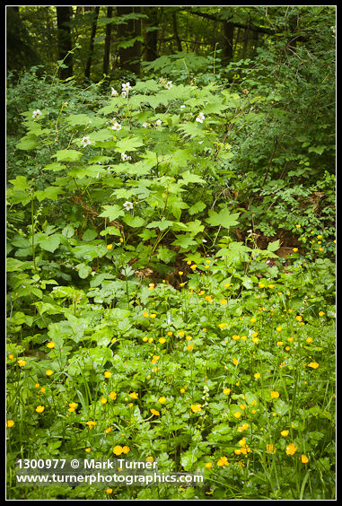 Rubus parviflorus