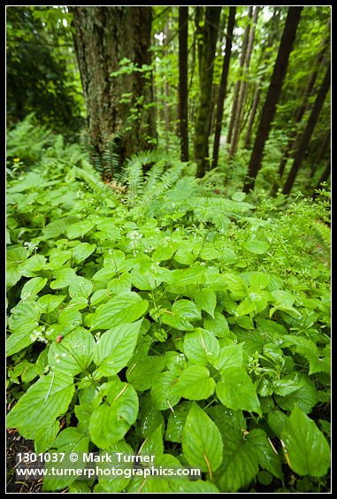 Circaea alpina
