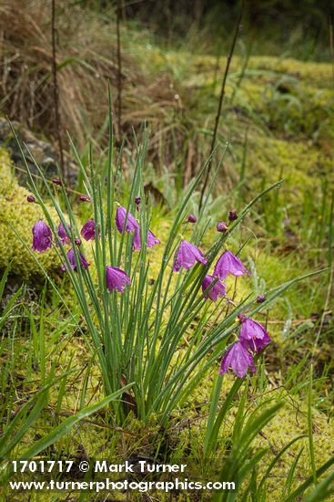 Grass Widows