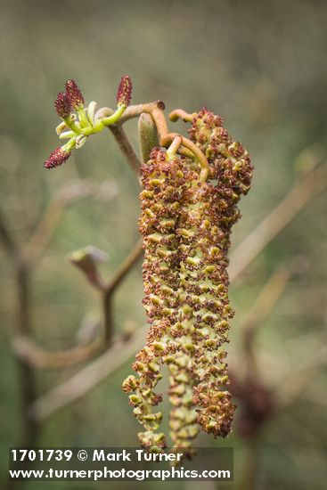 Common Filbert (European Hazelnut) male & female catkins