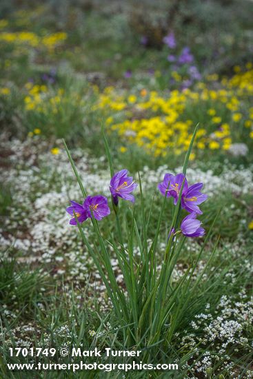 Olsynium douglasii