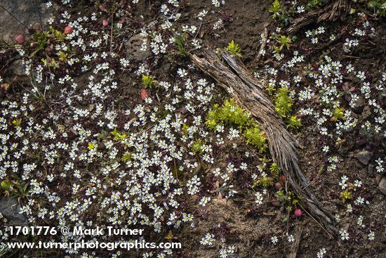 Spring Whitlow-grass