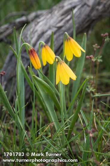 Yellow Bells