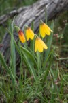 Yellow Bells