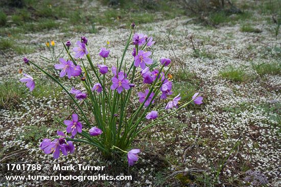 Olsynium douglasii