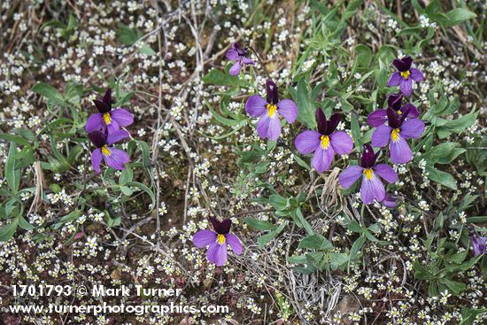 Viola trinervata