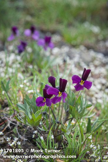 Viola trinervata