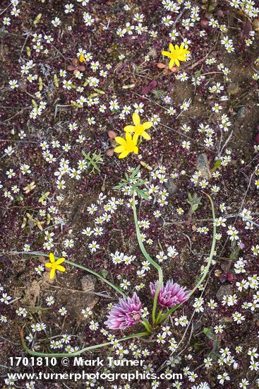Scilla-like Onion among Spring Whitlow-grass & Gold Stars