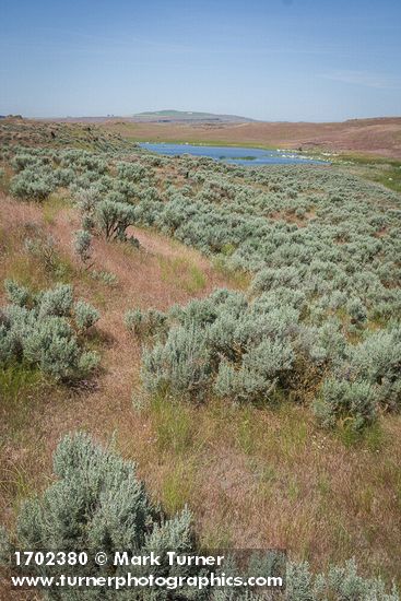 Artemisia tridentata