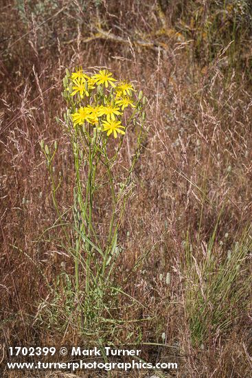 Crepis atribarba