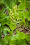 Brewer's Bishop's Cap