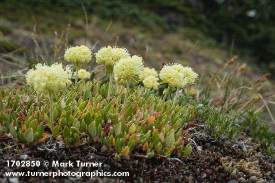 Eriogonum umbellatum var. polyanthum