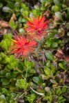 Cliff Paintbrush