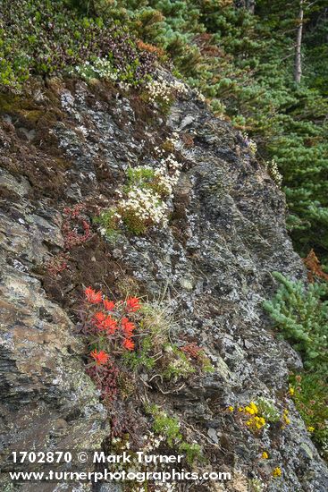 Saxifraga bronchialis