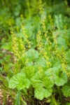 Brewer's Bishop's Cap