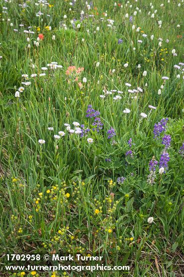 Lupinus latifolius