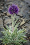 Silky Phacelia