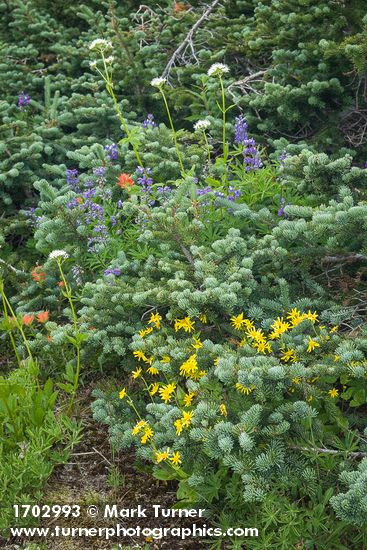 Lupinus latifolius