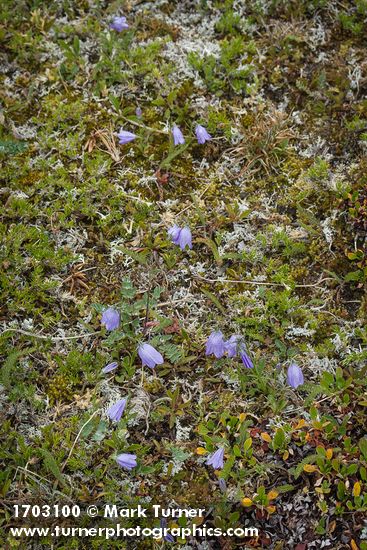 Scotch Bluebells