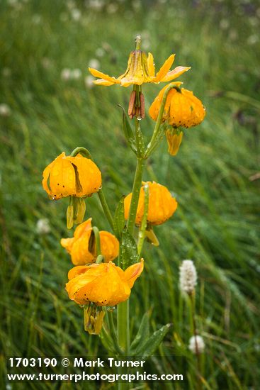 Columbia Lily