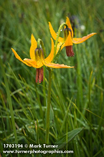 Columbia Lily blossoms