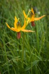 Columbia Lily blossoms