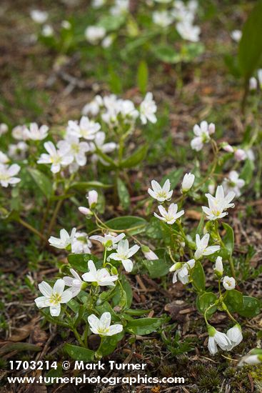 Western Spring Beauty